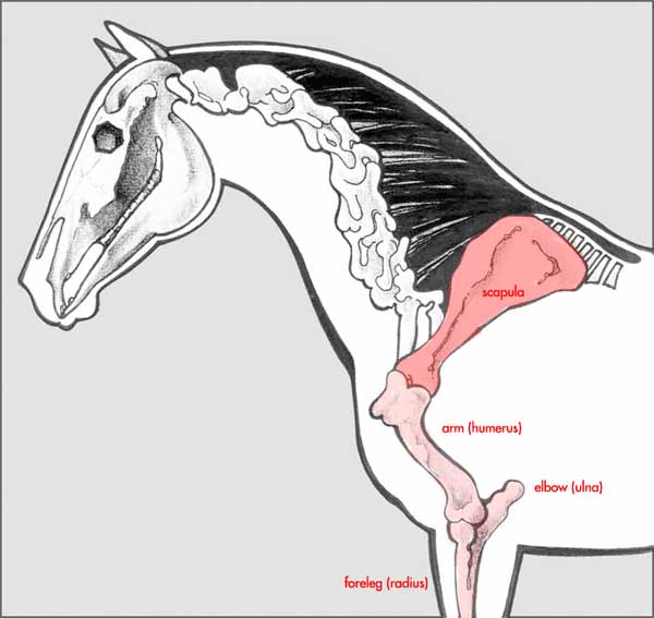 Shoulder/Elbow Anatomy