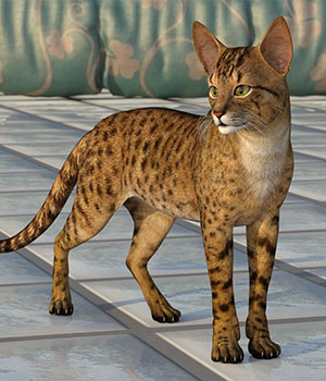  CWRW Exotics 1 for the HW House Cat