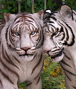 CWRW White Tigers for te HiveWire Tiger